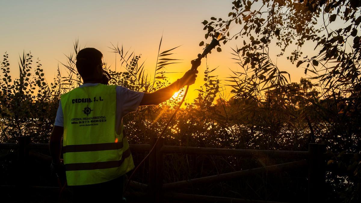 El aumento de las temperaturas acelera las plagas estivales en España.