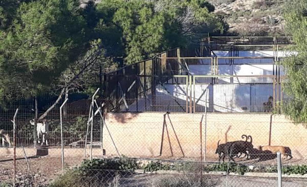 El albergue de animales fallido en Elda