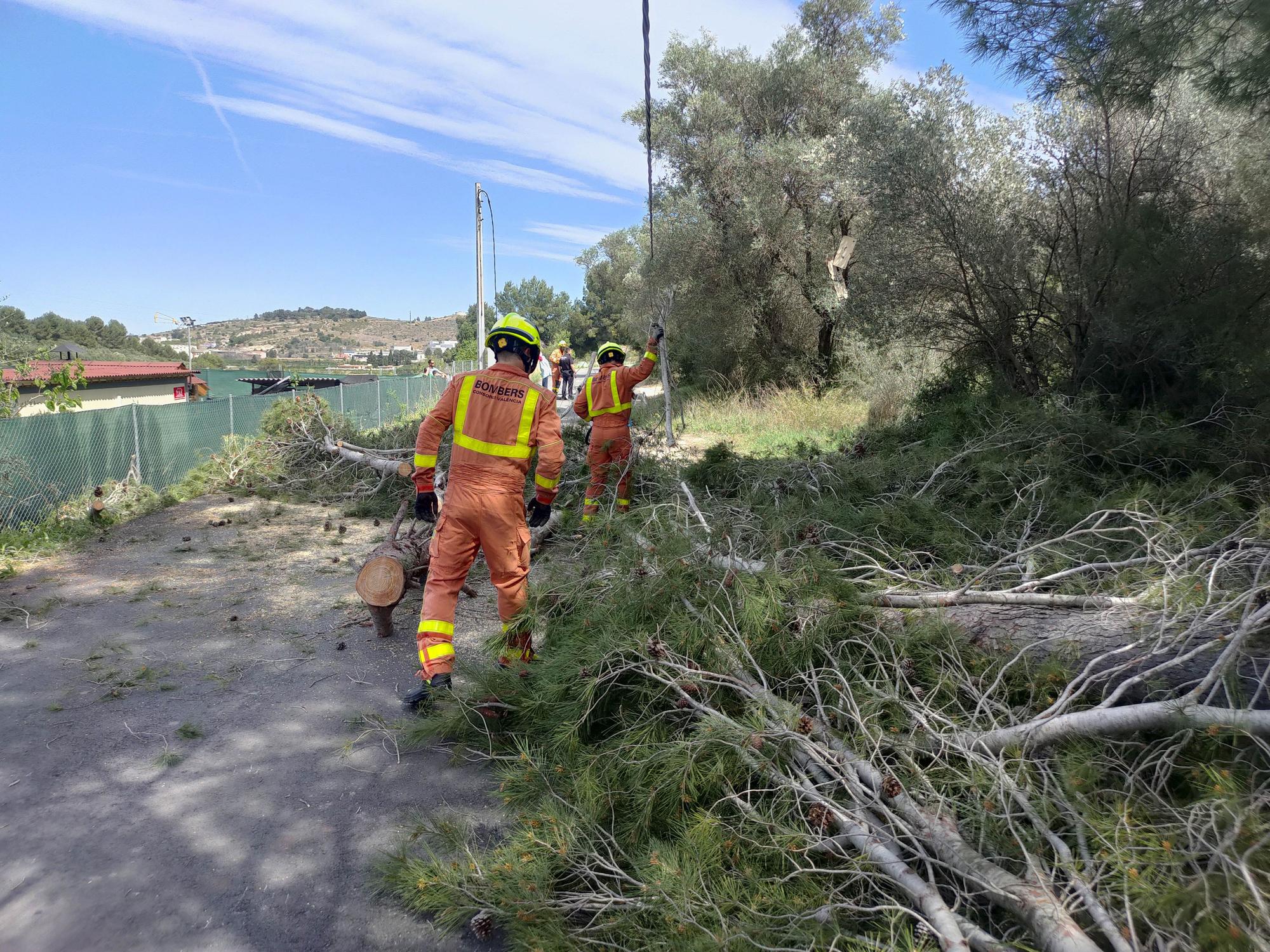 La caída de un árbol deja sin luz a varios chalets en el Carraixet