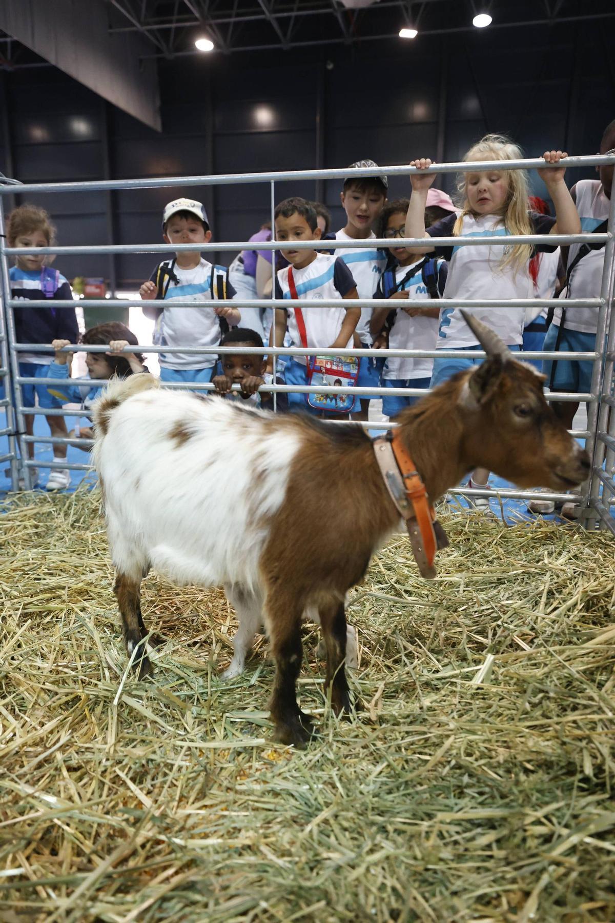 Los más pequeños disfrutan de un anticipo de la feria de San Antonio en Gijón (en imágenes) Los más pequeños disfrutan de un anticipo de la feria de San Antonio en Gijón (en imágenes)