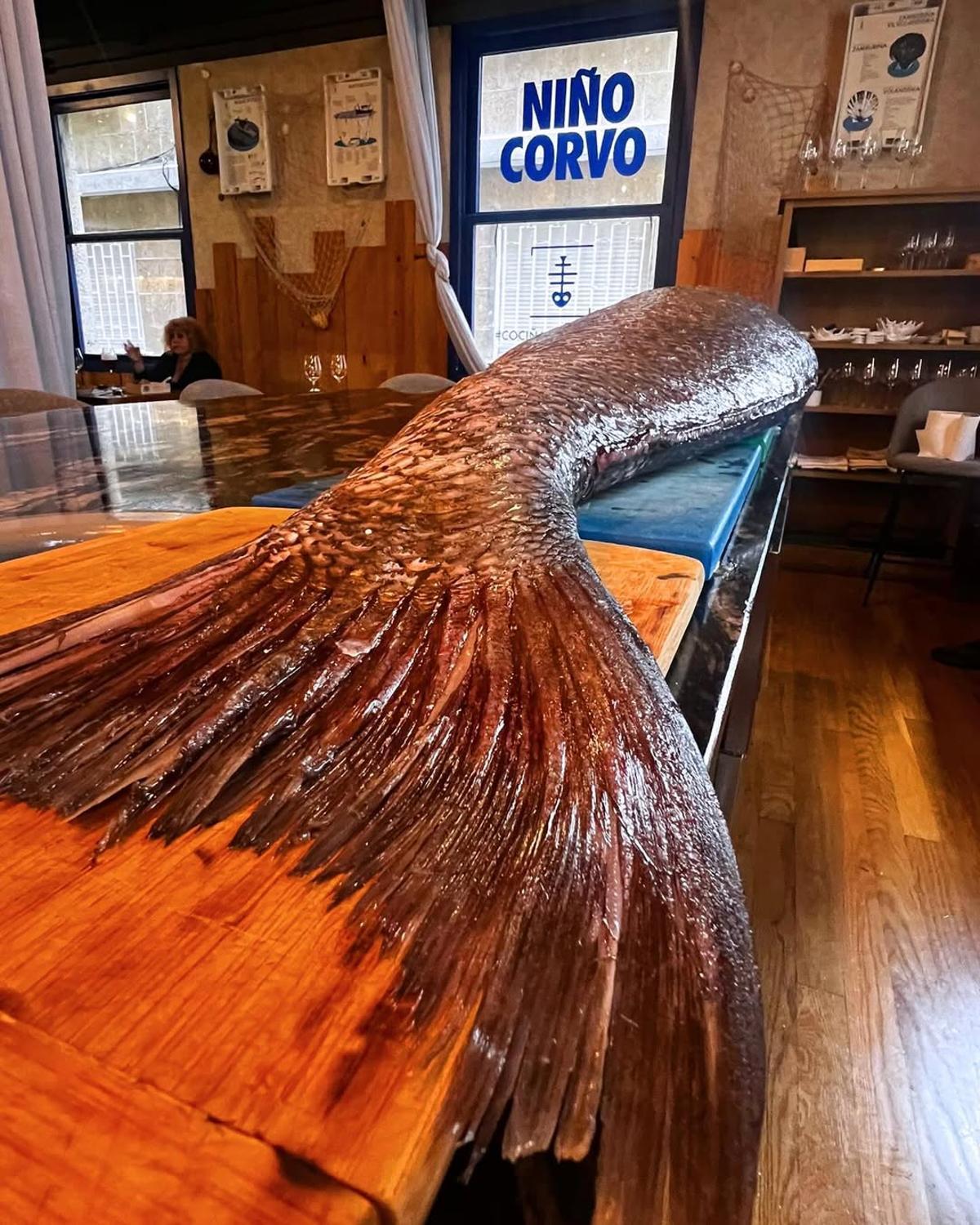 Un corvina de 40 kilos capturada en aguas portuguesas llega a este restaurante vigués