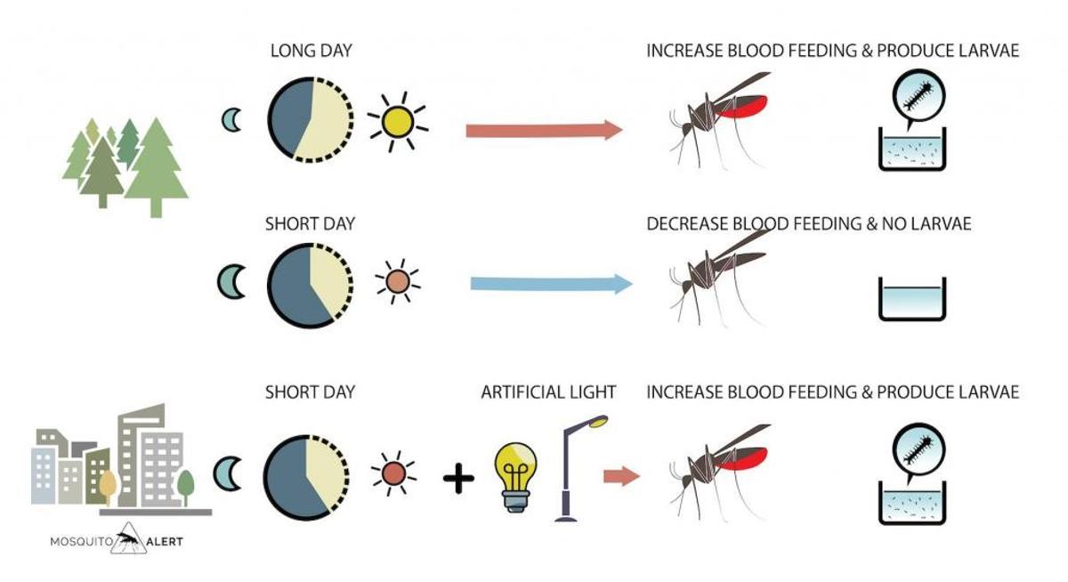 Afección de la luz artificial sobre los mosquitos