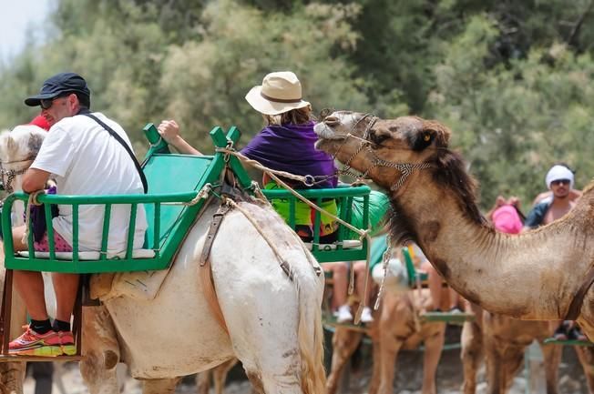 Reportaje excursiones con camellos en las Dunas ...