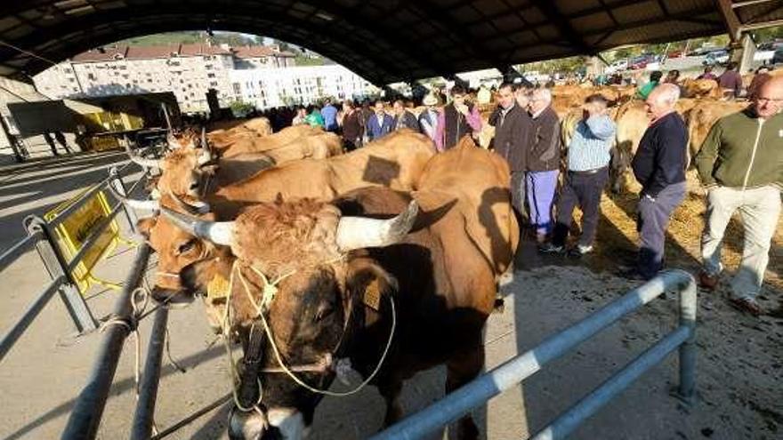 Varias reses, durante la feria ganadera del año pasado.