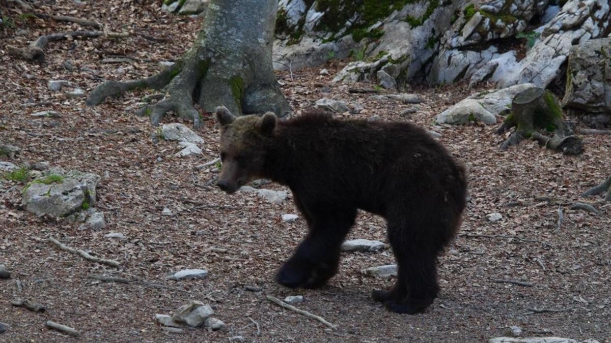 Un oso en el Pirineu