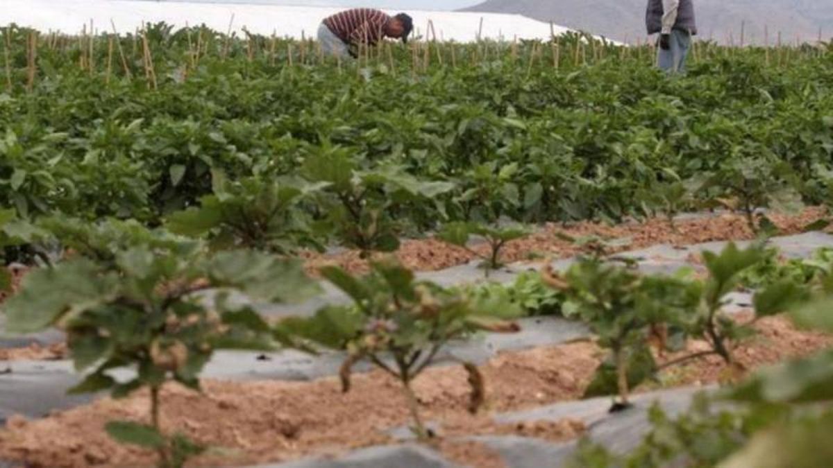 Cultivo ecológico.