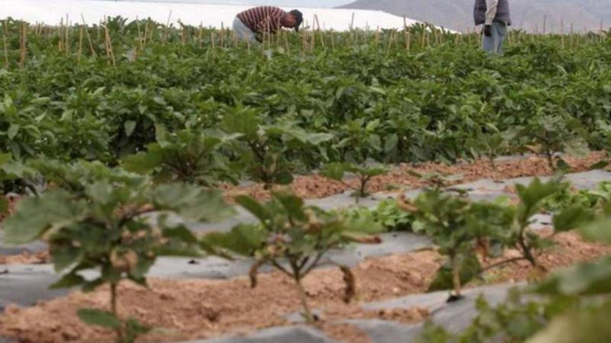 La Región de Murcia cuenta con 107.247 hectáreas para el cultivo ecológico. | L.O.