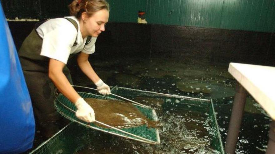 Una empleada en una piscifactoría gallega selecciona un ejemplar de rodaballo. / carmen giménez