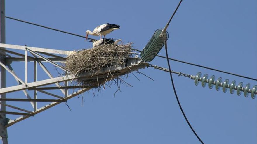 Las eléctricas tienen un año para mejorar la protección de la avifauna