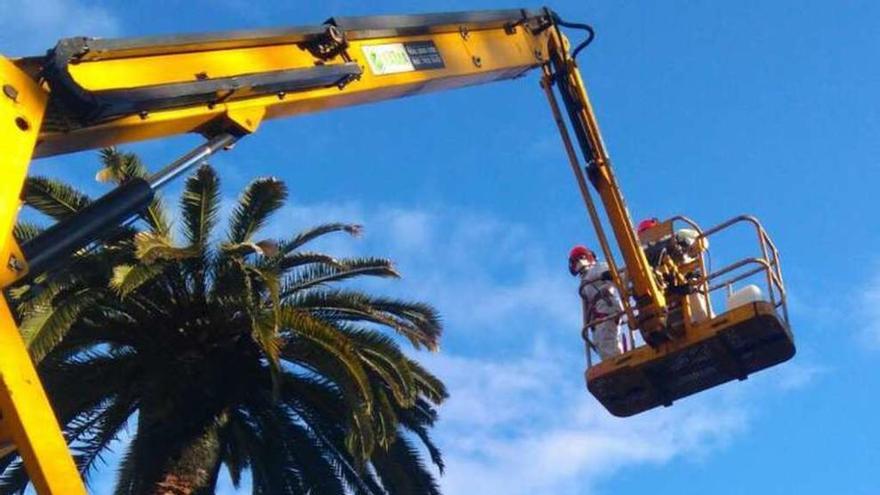 Tratamiento de las palmeras desde una grúa. // D.P.