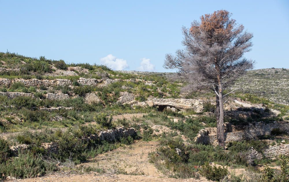 El Gobierno finaliza los trabajos de restauración en el paraje de la Granadella