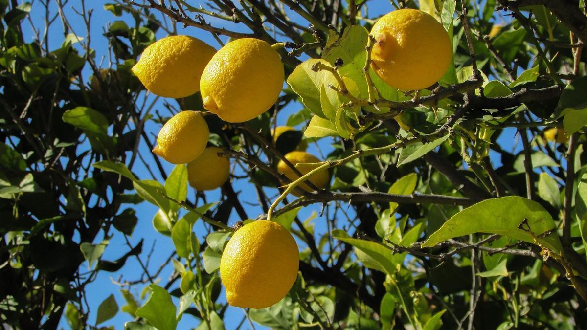 Cinco árboles frutales que puedes plantar en casa