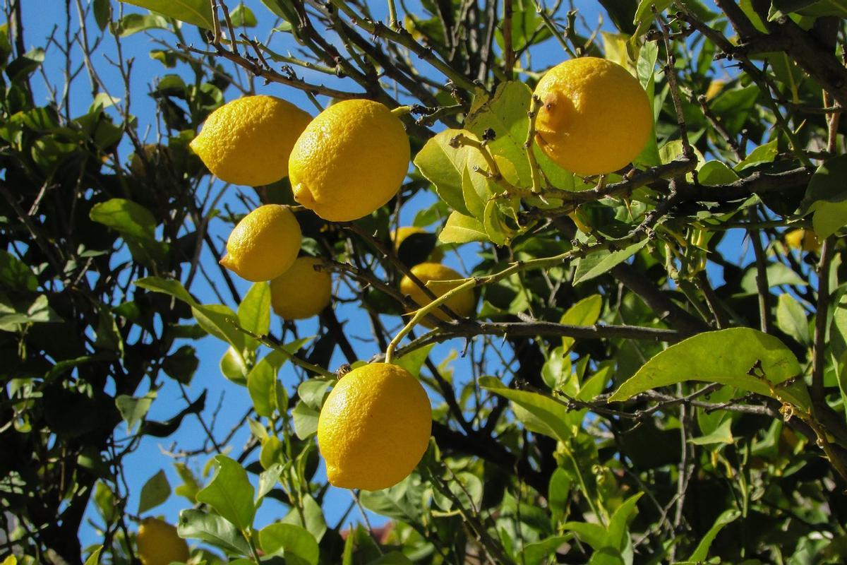 Cinco árboles frutales que puedes plantar en casa
