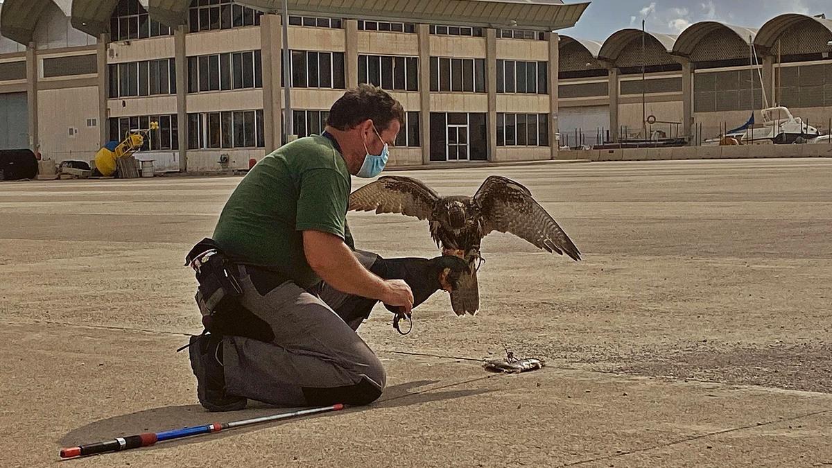 Águilas 
y halcones contra las gaviotas 
del puerto