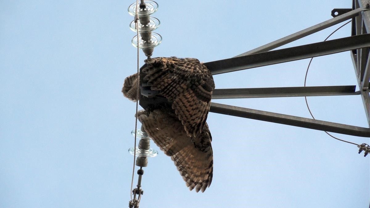 Un ave electrocutada en un tendido eléctrico en la Noguera.