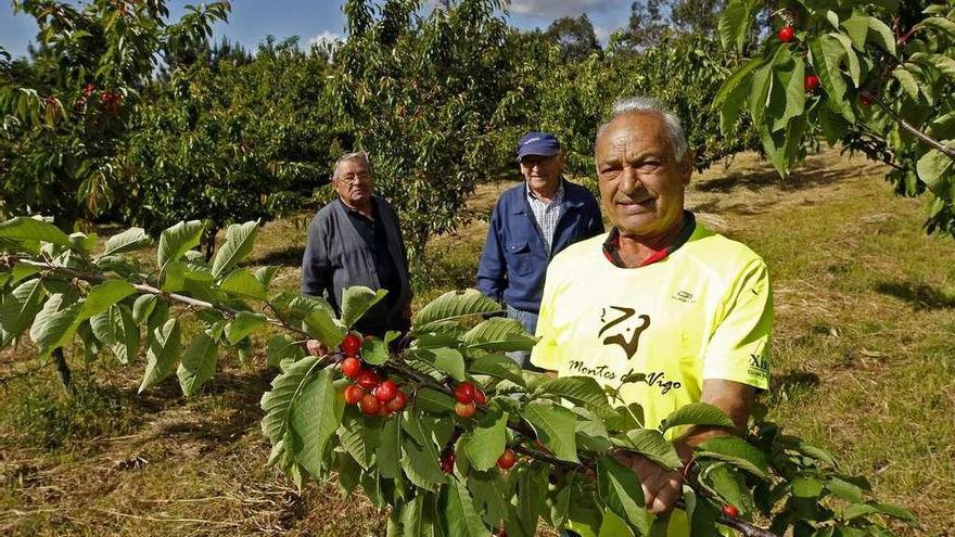 Los comuneros muestran las cerezas de los árboles plantados para abastecer la fiesta. // J. Lores