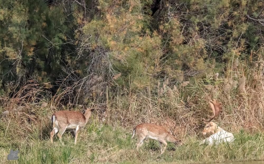 La daina blanca dels Aiguamolls de l'Empordà