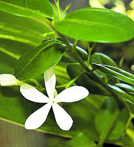 JUNIO. La carisa es un arbusto de origen sudafricano con una bellísima flor blanca de cinco pétalos y un aroma embriagador que atrae a las mariposas. Eso sí, hay que tener cuidado con las espinas. Es una planta resistente con un fruto que recuerda al ciruelo.  Podemos encontrar dos veteranos ejemplares en un camino desde el cenador a la cascada de monsteras.