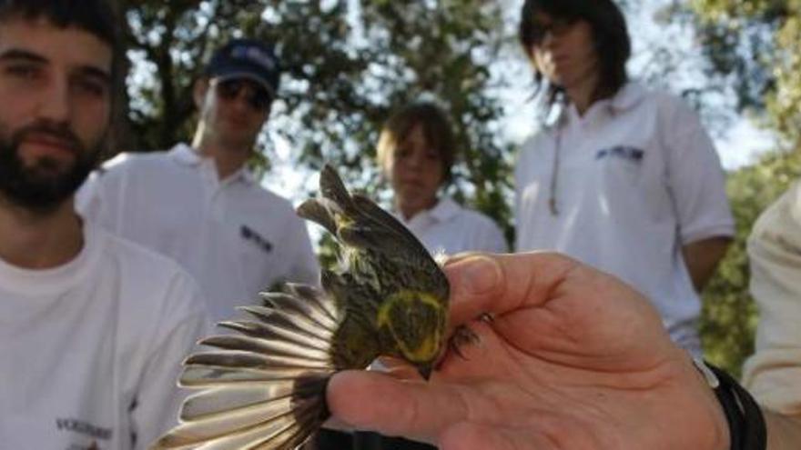 El personal del parque natural de la Font Roja lleva a cabo múltiples actividades de conservación, como el anillamiento de aves.