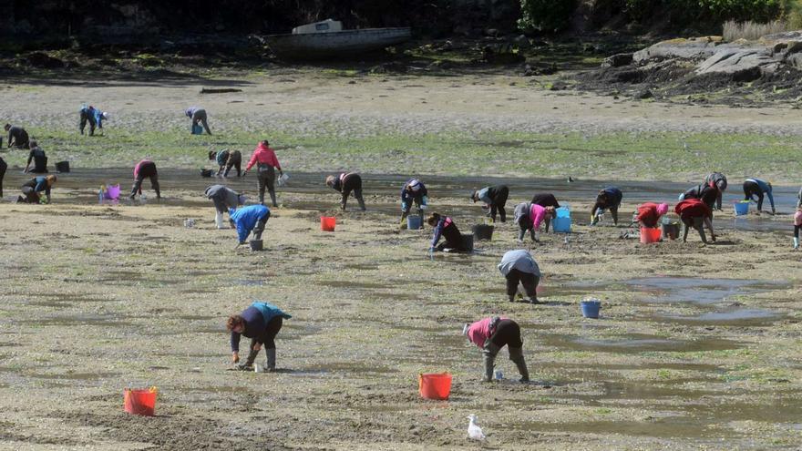 Una regeneración necesaria para As Carballas