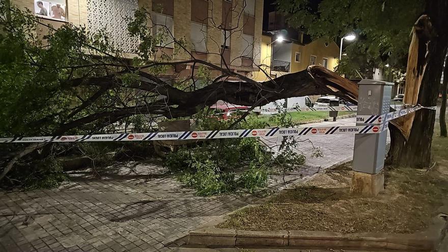 Las fuertes rachas de viento dejan árboles caídos en varios pueblos de la Ribera