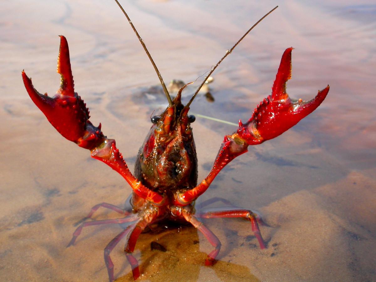 El cangrejo rojo se alimenta de peces y anfibios autóctonos.