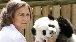 La reina Sofia, amb els óssos panda del zoo de Madrid.