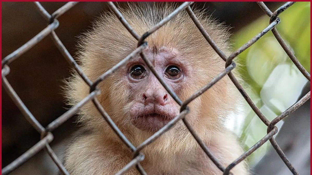 Los titís y especies similares son a menudo objeto de tráfico ilegal