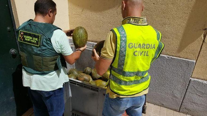 Roban 600 kilos de melones en una finca de Montalbán