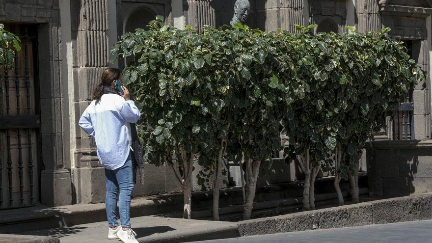 Esculturas ocultas por las plantas altas en Las Palmas de Gran Canaria