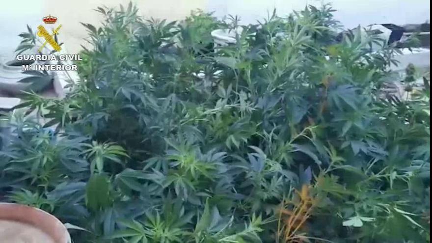 Tráfico de drogas en Canarias | Desmantelan una plantación de 739 plantas de marihuana en Gran Canaria