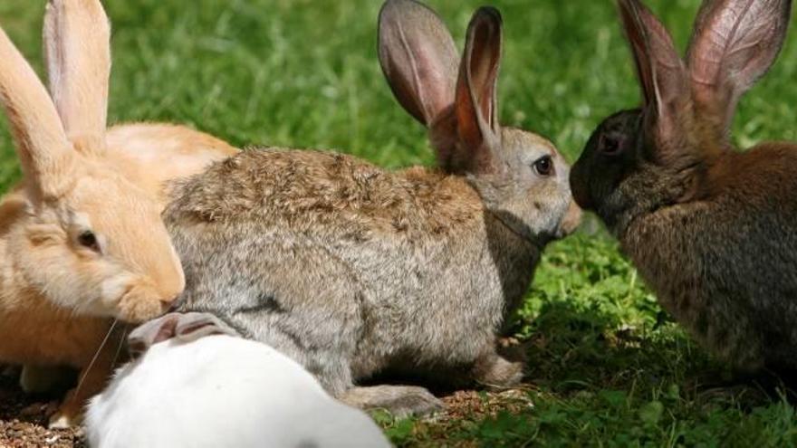 Vies de l&#039;AVE a prova de conills de bosc