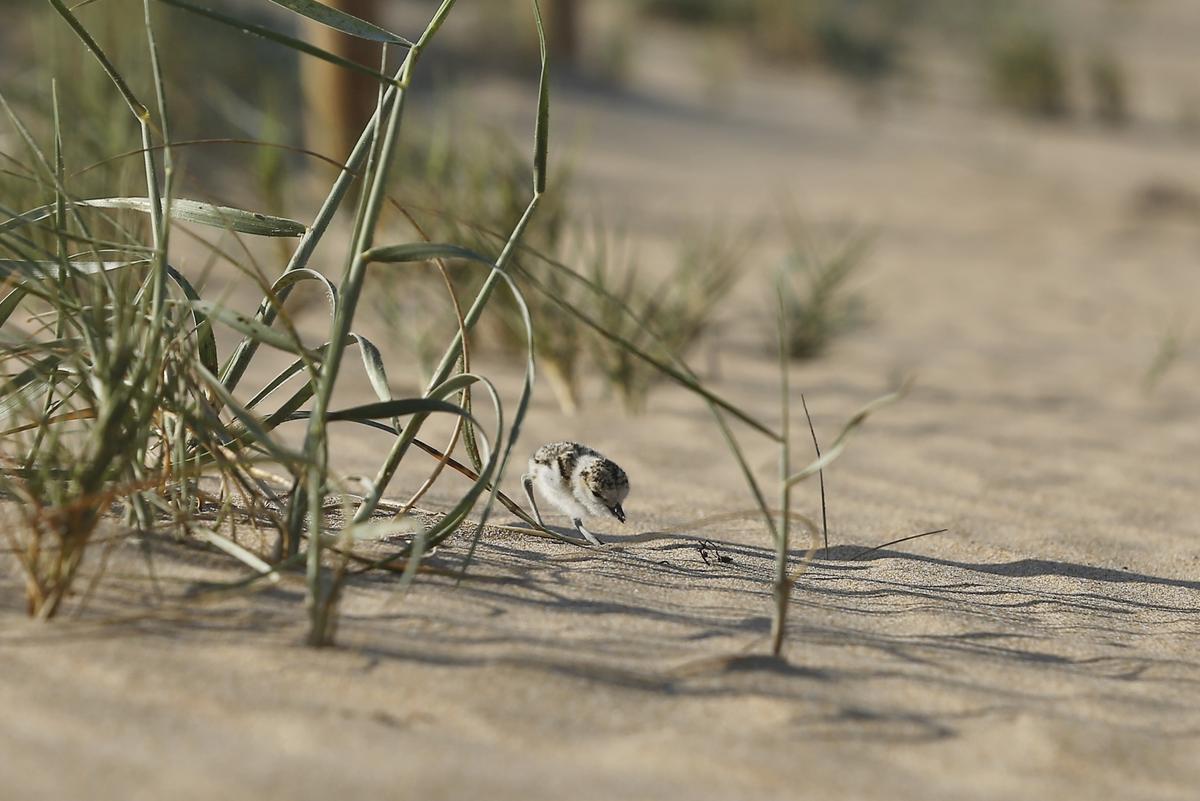 Cría de chorlitejo en la playa de La Mata entre la playa y las dunas Cría de chorlitejo en la playa de La Mata entre la playa y las dunas