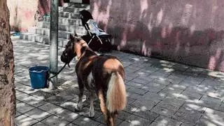 Decomisado un poni que ataron a una farola en el barrio del Besòs i el Maresme de Barcelona