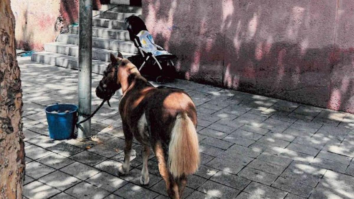 El poni atado a una farola en una calle del barrio del Besòs i el Maresme
