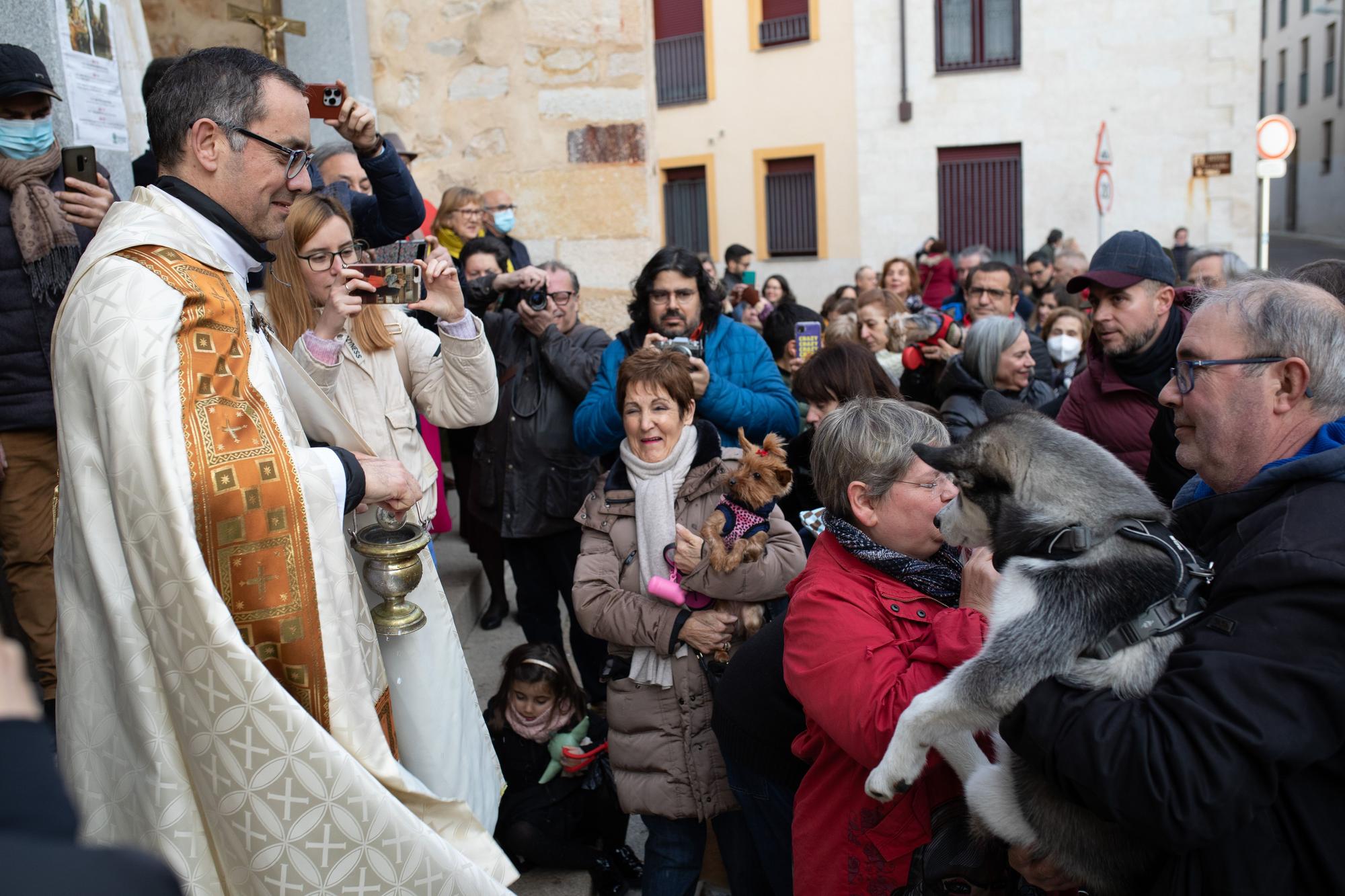 Los animales reciben la bendición por San Antón en Zamora