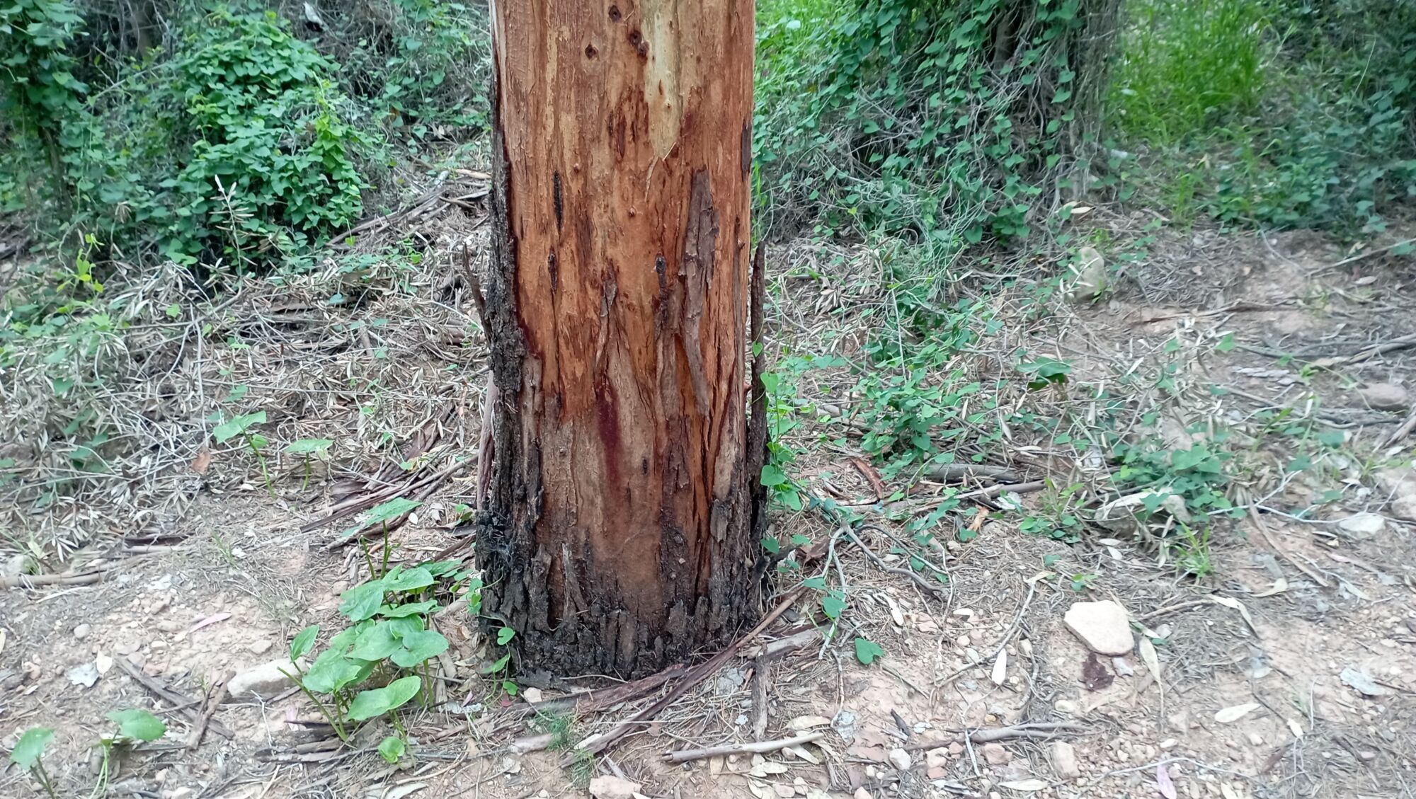La plaga 'la seca' ataca los pinos de Gibralfaro y el Morlaco
