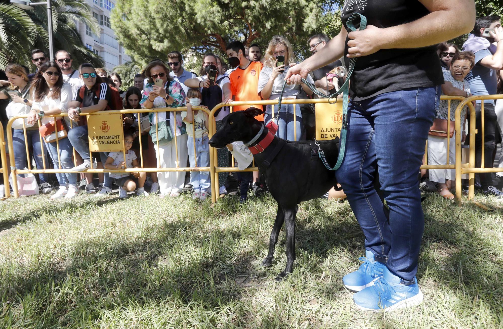 La Feria Animalista de València, en imágenes