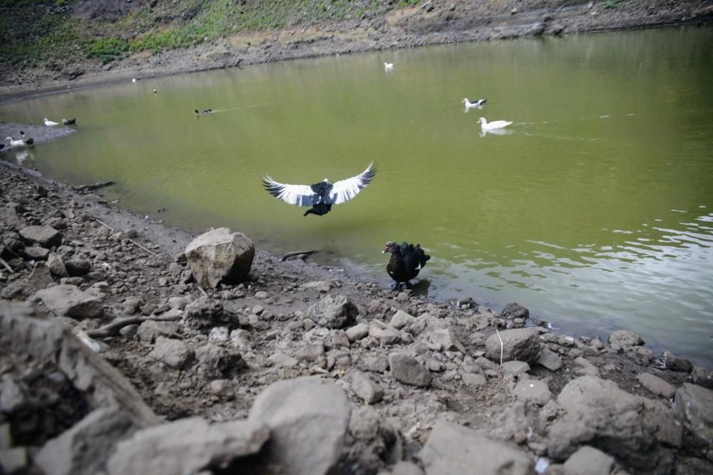 Embalses Valle Tabares y Tegueste