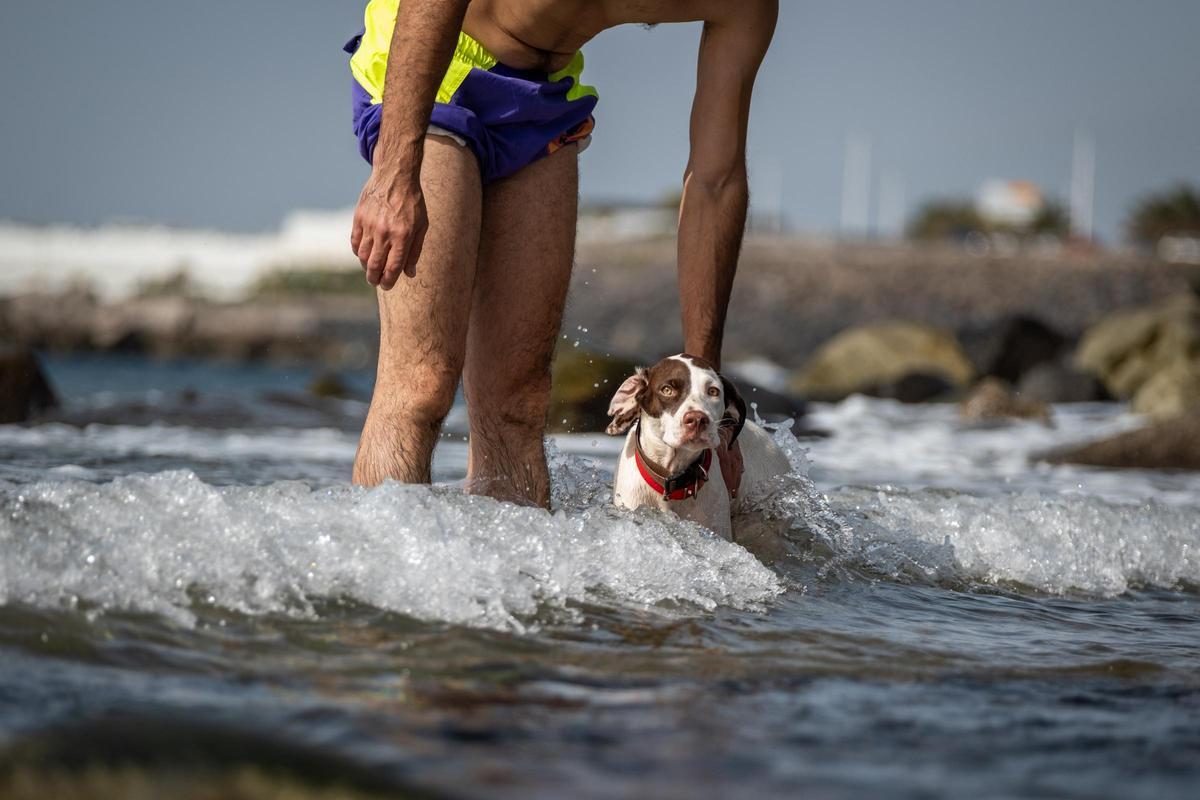 Un perro se refresca del calor en la Playa de las Teresitas, en Santa Cruz de Tenerife