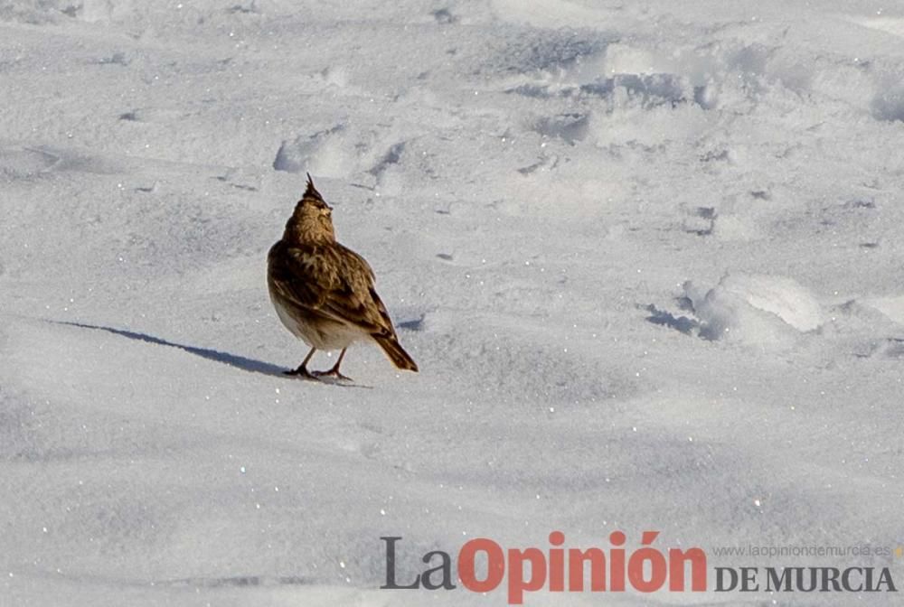 La nieve sigue siendo protagonista en el Noroeste