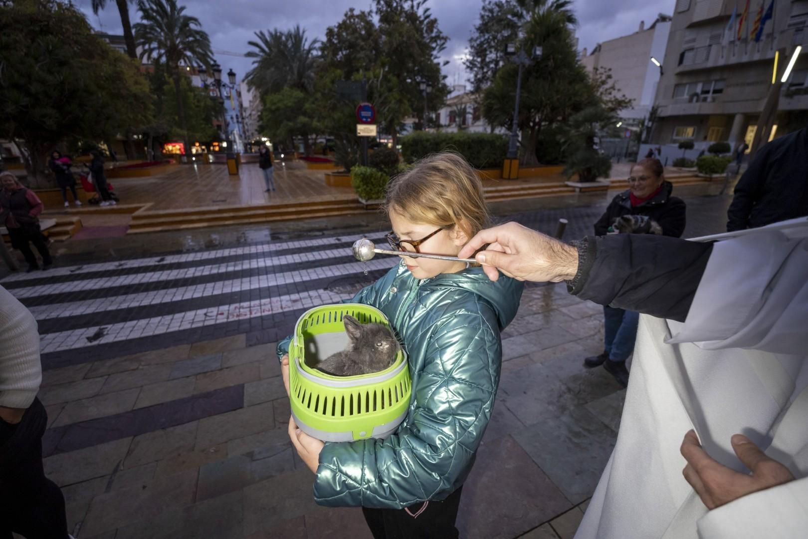 Bendición de animales por San Antón bajo una lluvia invernal en Torrevieja