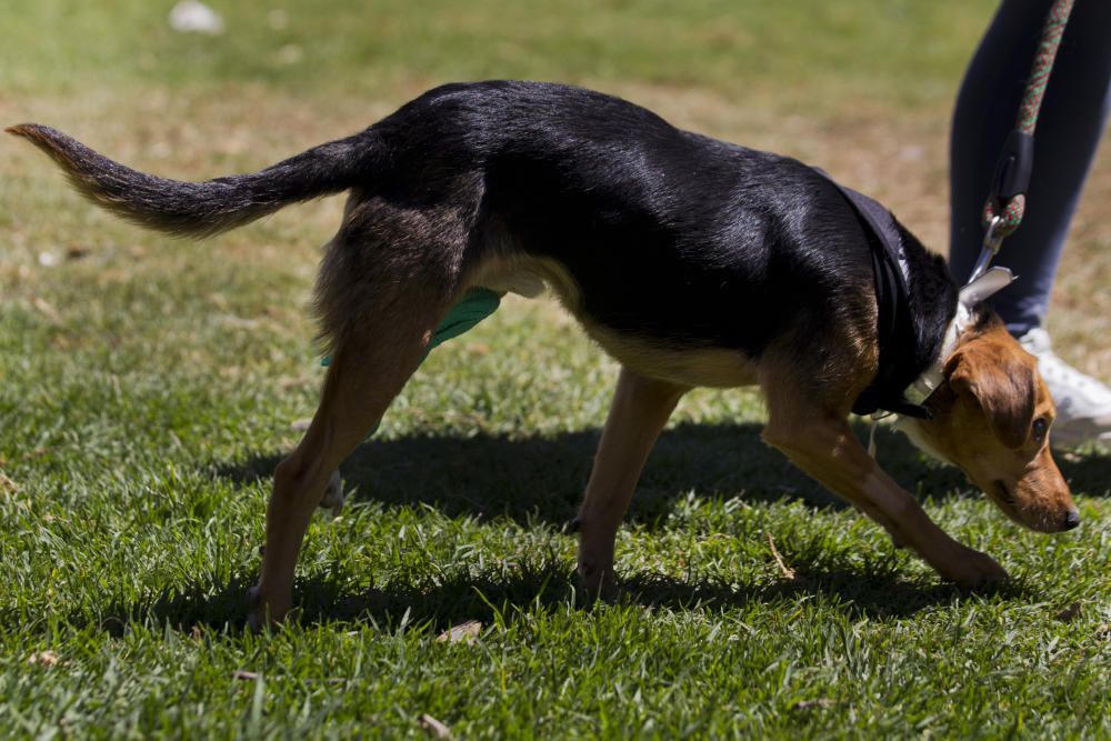 III Feria del Bienestar Animal en Valencia