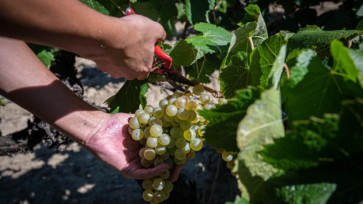 Un vendimiador recoge un racimo de uvas en las viñas Llopart, en Subirats (Alt Penedès), en la cosecha de 2022.