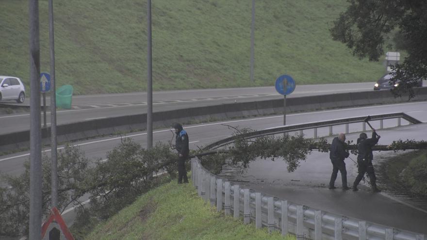 La caída de un árbol en Antonio Palacios provoca retenciones en el centro de Vigo