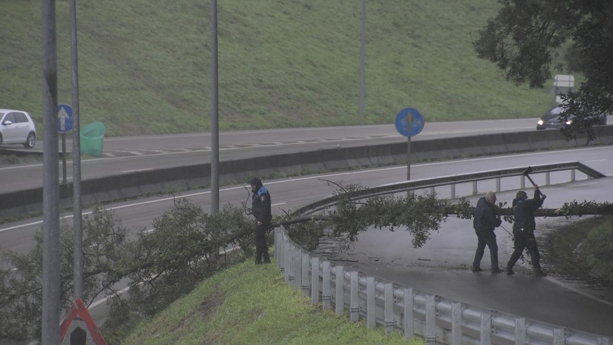 La Policía Local retirando el árbol caído