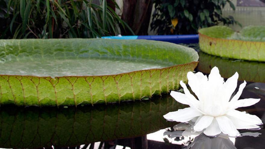 La flor del nenúfar gigante. /EFE