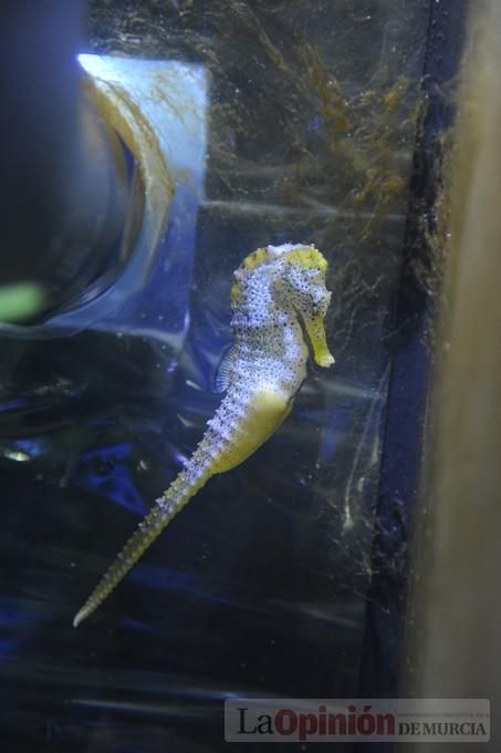 El acuario de la UMU albergará las especies emblemáticas del Mar Menor