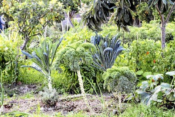 In den Beeten der Biogranja La Real bei Palma wachsen gleich vier supergesunde Sorten des Modegemüses "Kale".