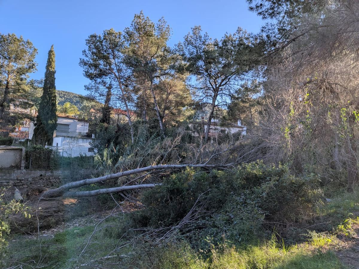 Un pino obstaculiza un vial de acceso a viviendas.